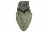 Partial, Fossil Megalodon Tooth - North Carolina #361735-1